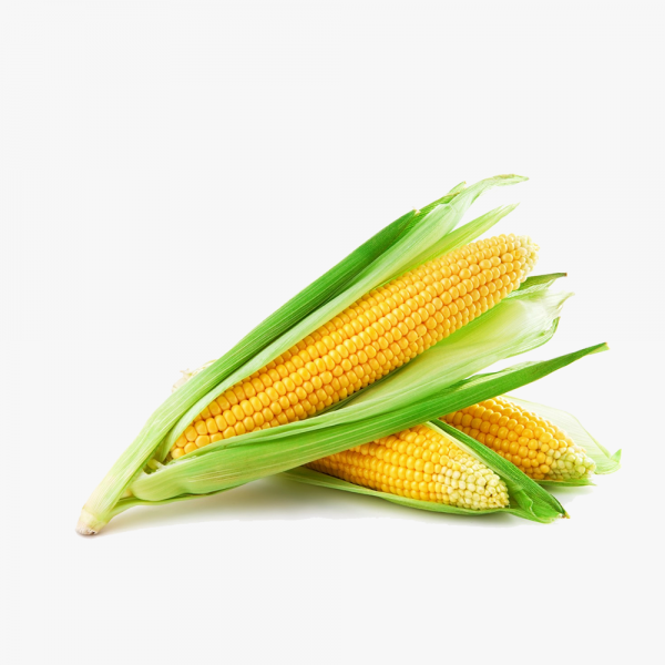 100% Orgamoc Carrot - Image 3