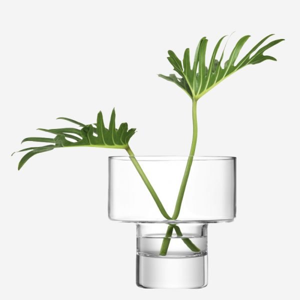 Aloe Hedgehog Live Plant - Image 4