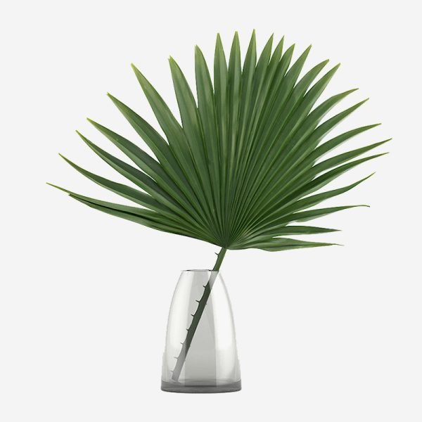Aloe Hedgehog Live Plant - Image 5