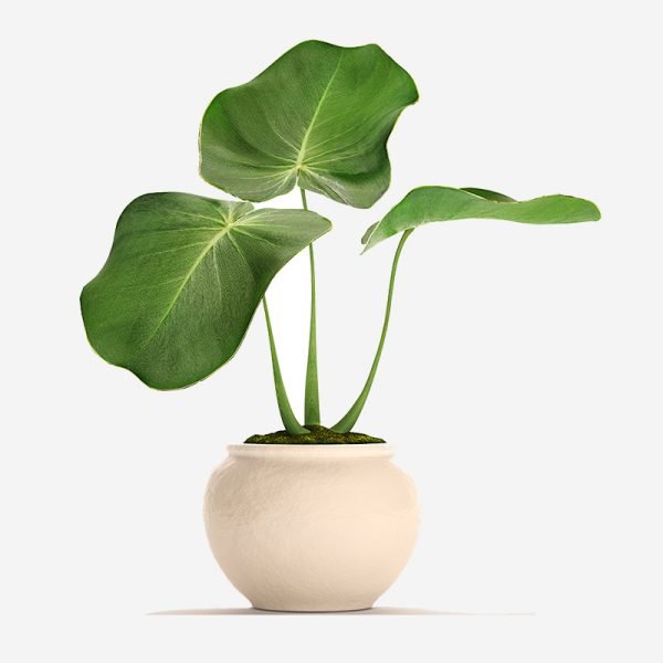 Vase For Succulent Plants - Image 6