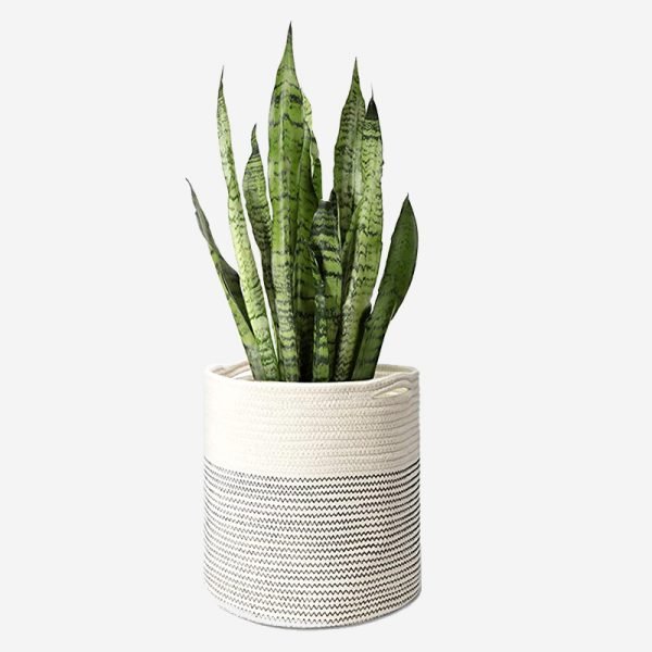 American Aloe Plant Indoor - Image 3