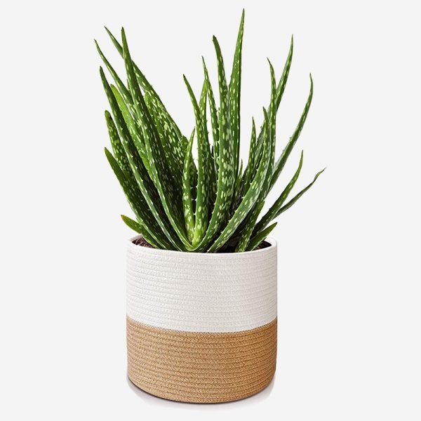 Aloe Hedgehog Live Plant