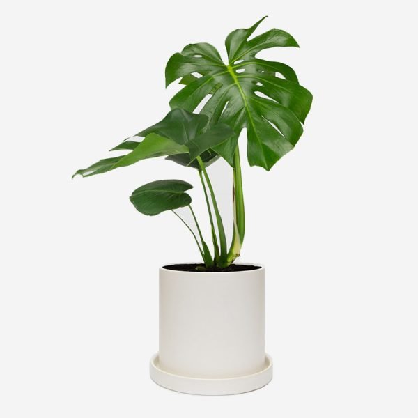 Vase For Succulent Plants - Image 4