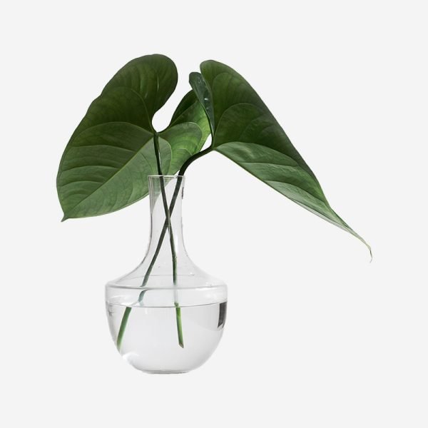 Lacy Tree Philodendron - Image 4