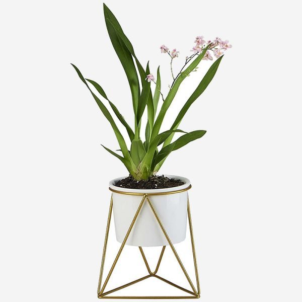 Aloe Hedgehog Live Plant - Image 6